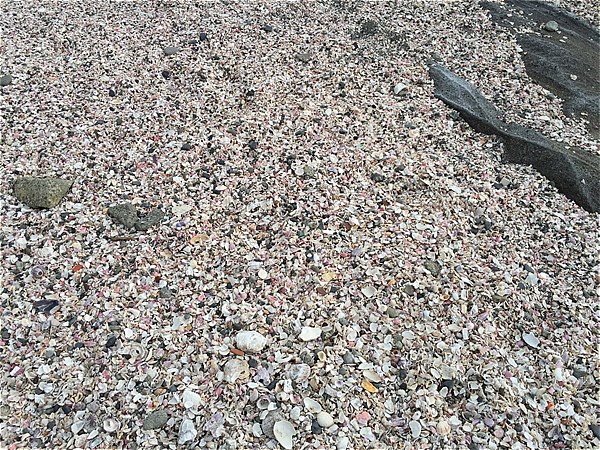 城ヶ島海岸の貝殻